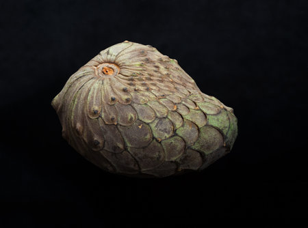 Close up of a cherimoya fruit on a black background.の写真素材
