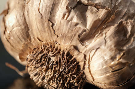 A close up view of a black garlic bulb show details of the hairy roots and the papery exterior.の写真素材