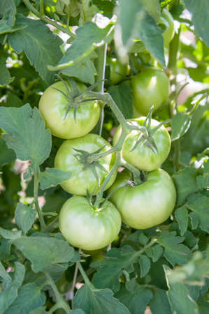 A cluster of green tomatoes ripening on a tomato vine in the garden.の写真素材