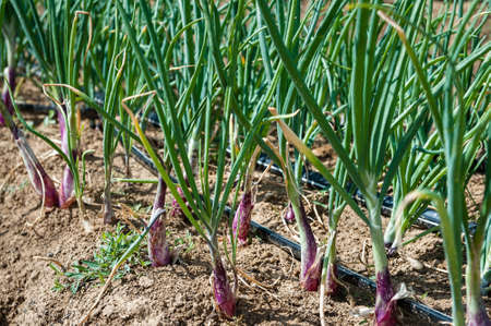 An ant's eye view of purple onions and their green tops poking out of the soil.の写真素材