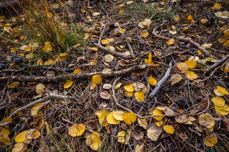 A forest floor dotted with many aspen leaves creates a contrast with the dark soil and twigs.