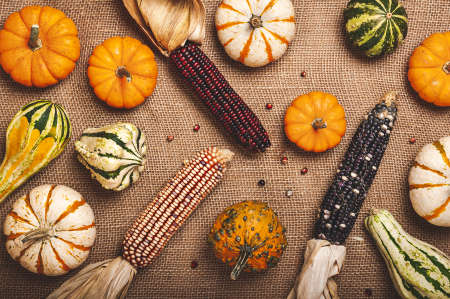 An autumn still life scene for Halloween or Thanksgiving showing squash, corn cobs, and miniature pumpkins on a brown burlap background.の写真素材