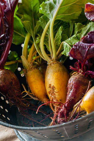 Freshly washed organic red and yellow beets in a colander.の写真素材