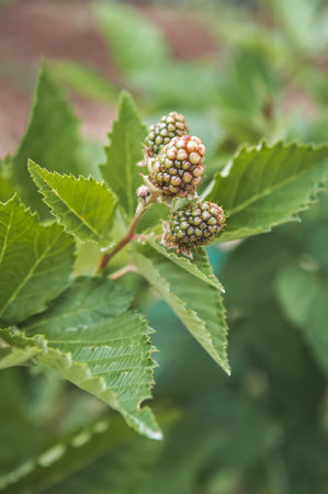 A new planting produces fresh berry fruit.の写真素材