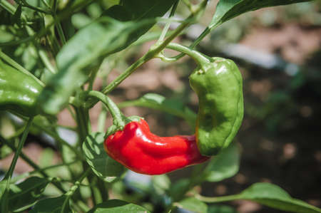 Peppers in love: A red and green pepper hang side by side and barely touch each other on the vine.