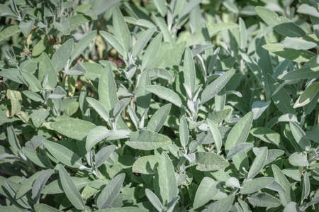 A bright and sunny patch of sage plants, the leaves of which are used as an herb in cooking.