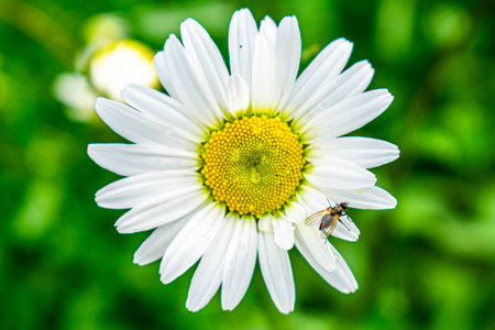 Flower of leucanthemum (Leucanthemum vulgare Lam.) with a fly sitting on the petals on a blurred...