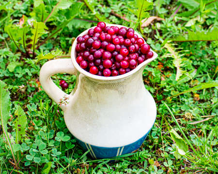 old ceramic white jug full of cranberries close-up on a background of green grass