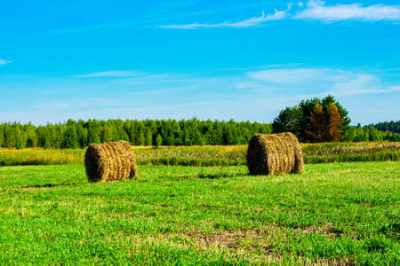 Rural landscape. Rolls of hay on the field against the backdrop of the forest and blue sky.