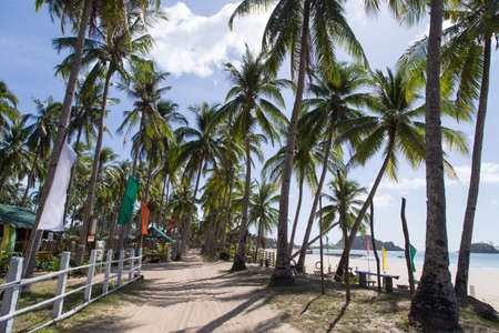 Road along the palm trees on the beachの写真素材