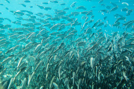 A large flock of fish in the ocean. Sardines of small size met underwater. In the sun.の写真素材