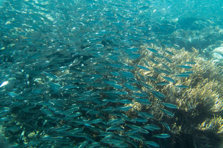A large flock of fish in the ocean. Sardines of small size met underwater. In the sun. On a background of a coral, seaweed.の写真素材