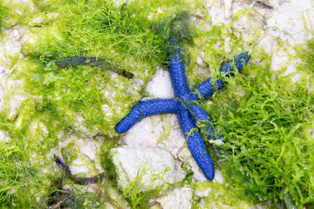 Blue fish star sitting on a tropical coral reef. Against the background of green algae.の写真素材