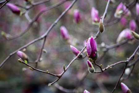 Blossoming of magnolia flowers in spring time, pink color.の写真素材