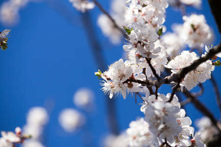 Apricot tree blossom flower on blue skyの写真素材