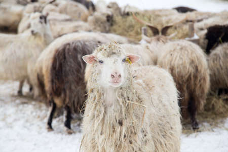 A herd of sheep on a farm on a winter day. In the background one sheep looks at the camera.の写真素材