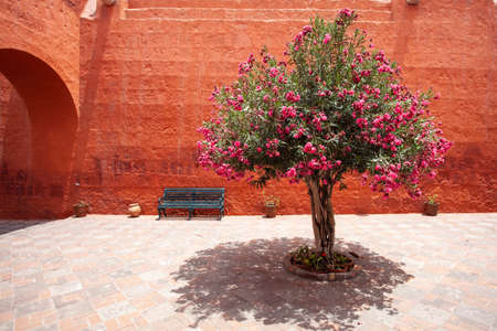 Monastery of Santa Catalina, Arequipa, Peru, flowering tree view