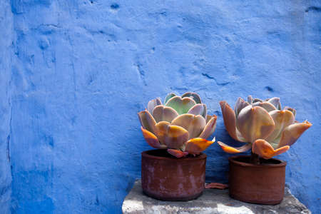 Potted plants stand near the blue wallの写真素材