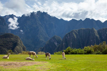 Llamas and alpacas graze on the lawn against the backdrop of mountains. Animals eat grass with mountain view.の写真素材