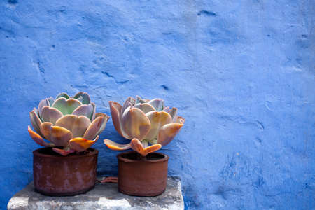 two succulents in pots stand near the blue wallの写真素材
