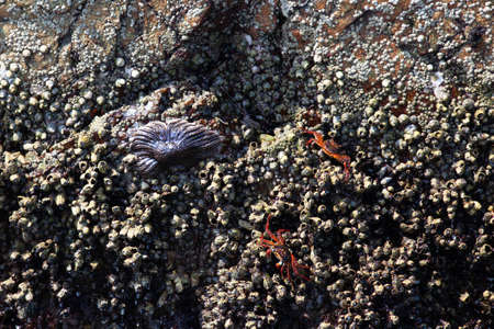 Red crabs bask on a rock on shells