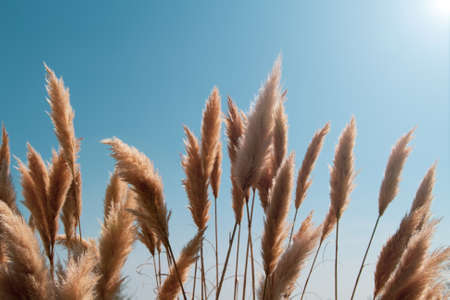 Reed against the blue sky, copy paste, closeup, background, the lights of a sunの写真素材