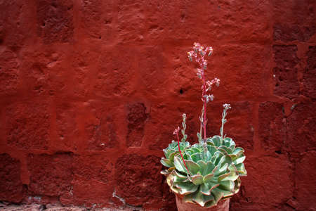 Blooming succulents on a red wall background copy pastの写真素材