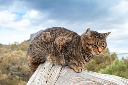 Tabby calm cat sitting on a tree branch, soft focusの写真素材
