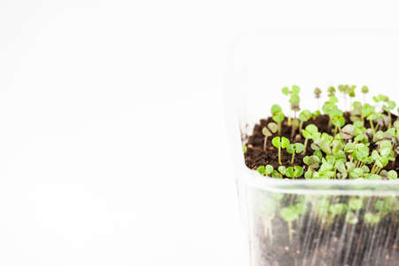 micro-greens, seedlings, copy space, white background.の写真素材