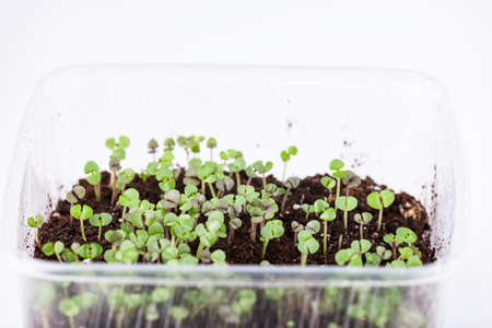 Micro-greens, seedling in a tray, healthy nutrition, gardening, closeup.の写真素材