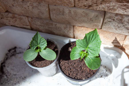 sprouts of cucumber in pots on a brick wall background.の写真素材