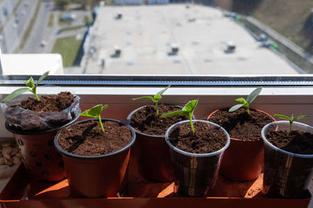 Cucumber seedlings on the windowsill on the balcony, close upの写真素材