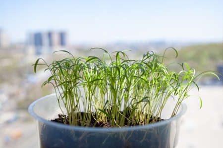Young dill in a pot on the windowsill on the balcony, against the sky.