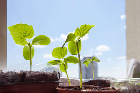 Seedlings of cucumbers in pots against the sky, stand on the windowsill.