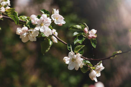 Leaves and buds on a blossoming apple treeの写真素材