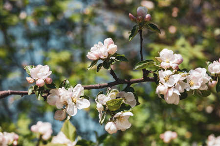 Blossoming Apple Tree Branch, close-up