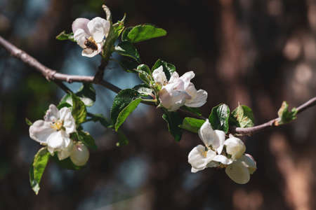 Flowering branch of fruit tree, gardening concept