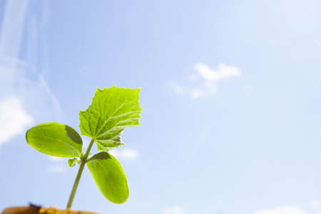 Cucumber seedling in pots against the sky, copy spaceの写真素材