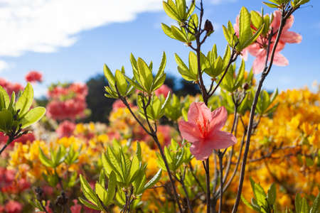 Branch of blooming pink rodendron in the garden against the sky.の写真素材