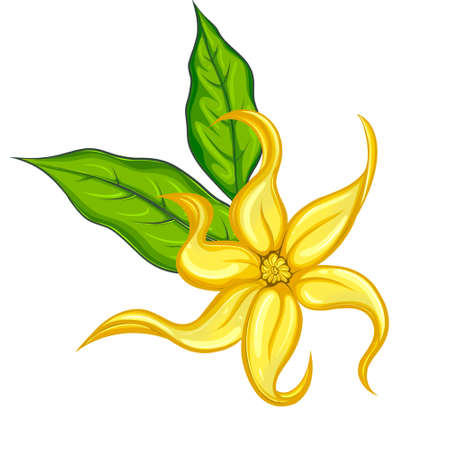 Ylang ylang flower with two leaves.の写真素材