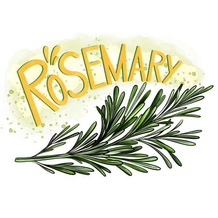 Rosemary branch with the inscription lettering on a white backgroundの写真素材