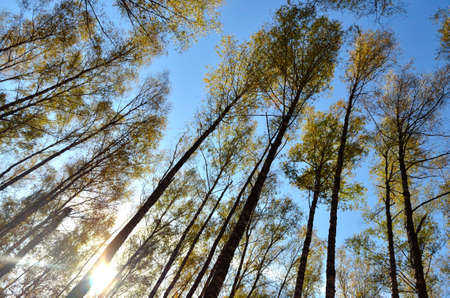 The birch in the forest of the rays of the sunの写真素材
