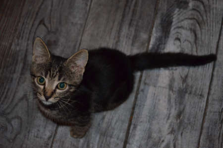 Hungry kitten