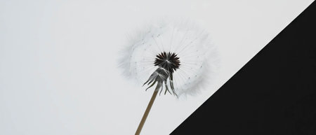 Minimalist collage of a dandelion seed head about to be blown by the windの写真素材