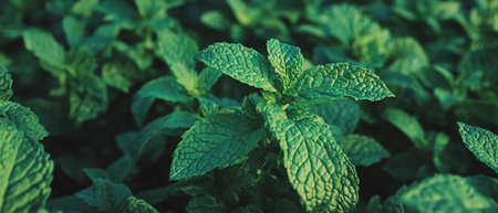 Vast green mint field showcasing abundant foliage and healthy growth during sunny weather