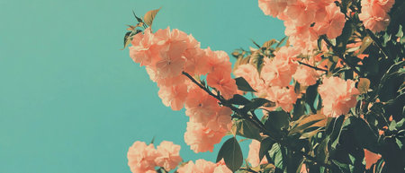 Delicate cherry blossoms creating a beautiful spring atmosphere with blank spaceの写真素材