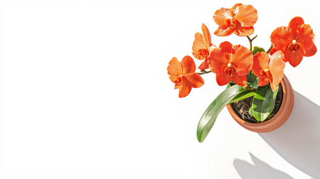 Vibrant orange orchid in terracotta pot on sunny surfaceの素材