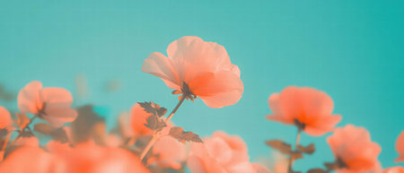 Petals bloom vibrantly against a clear blue sky on a sunny dayの素材