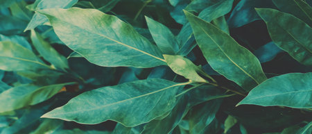 Fresh green leaf texture showcasing natural vibrancy and organic beautyの写真素材