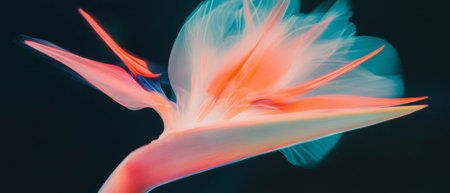 X-ray view revealing the colorful and exotic beauty of bird of paradise flowerの素材